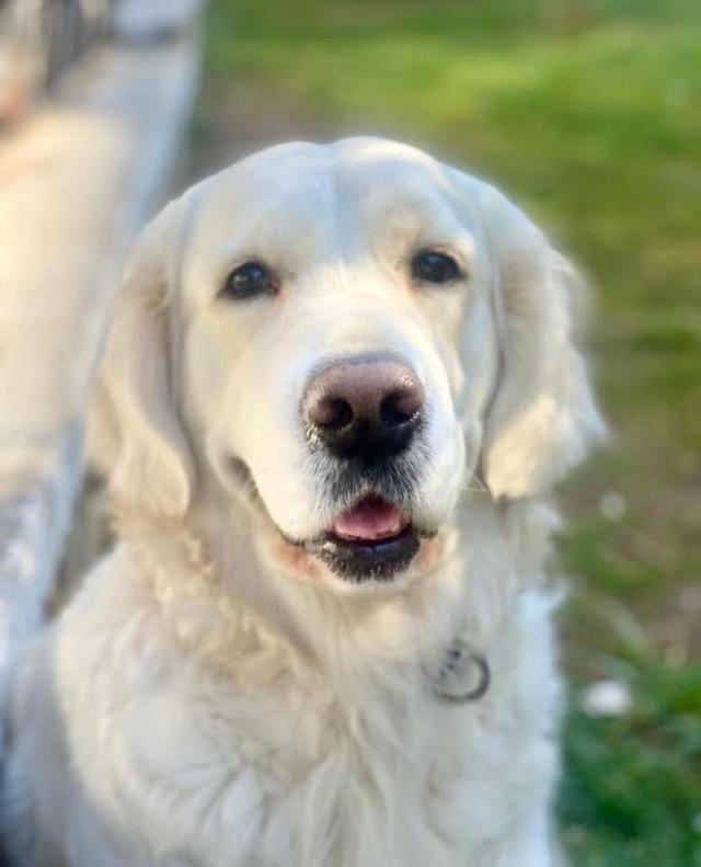 แม่พันธุ์ White Golden Retriever