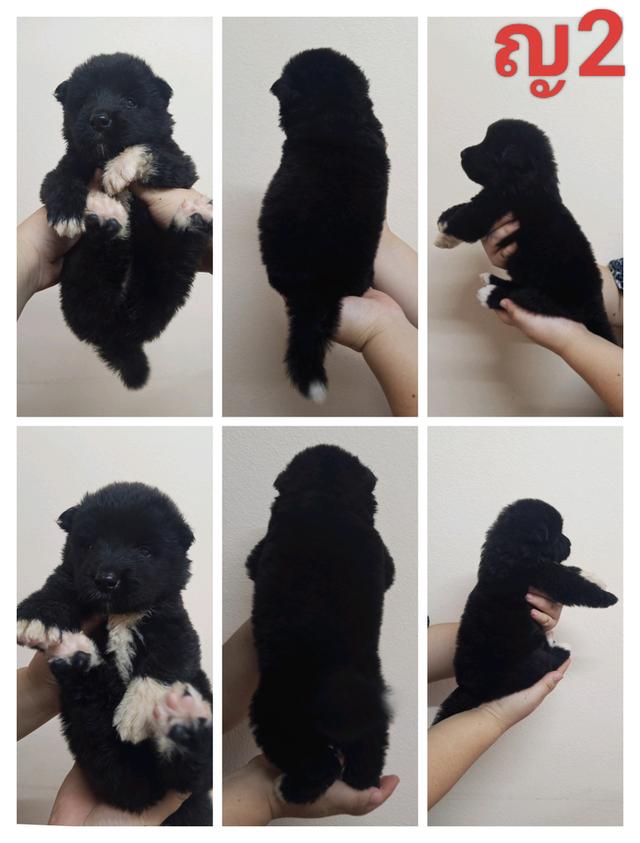 ลูกสุนัขอเมริกันอาคิตะ เกิด 7/7/2025 7