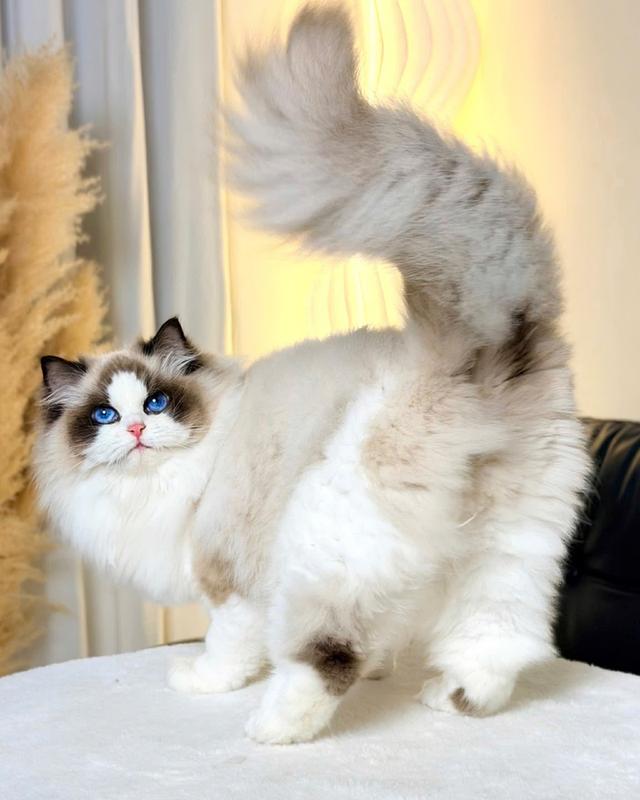 แมว แร็คดอลเด็กผู้ชาย 4