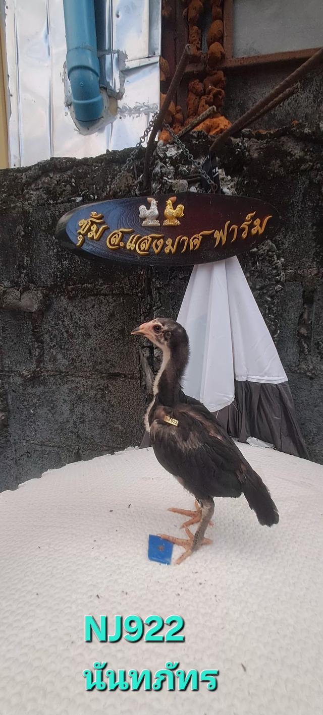 แบ่งสายพันธุ์ ลูกไก่ชน เหล่าพ่อแม่เงินล้าน รูปที่ 9
