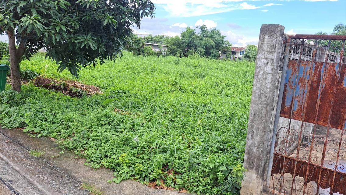 🔥 ขายด่วน! ที่ดินสวย 61 ตร.ว. ซอยคู้บอน 31 (แยก 3) แปลงสี่เหลี่ยม ใกล้รถไฟฟ้า เหมาะปลูกบ้านหรือเก็งกำไร