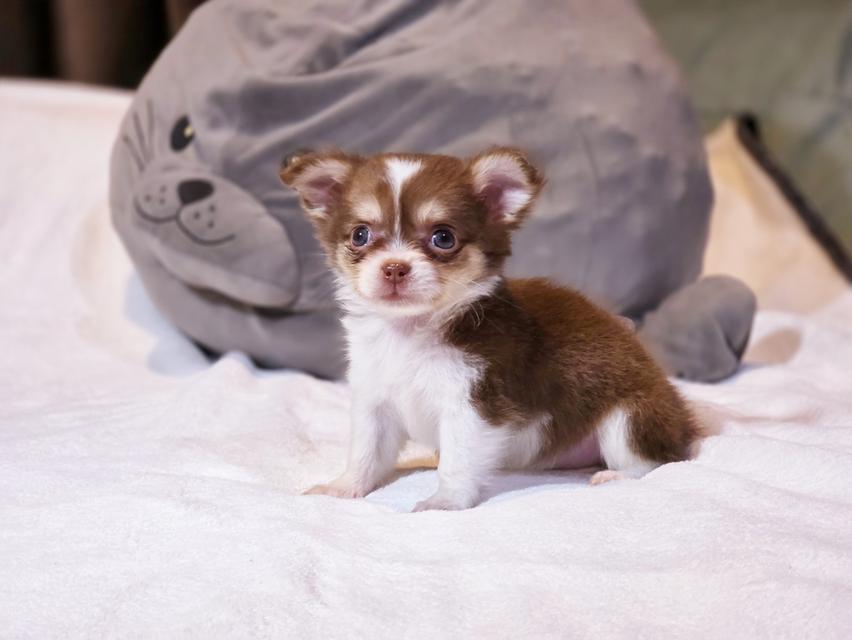 Chihuahua สายเลือดสีช็อค น้องเอลซ่าเพศ ญ