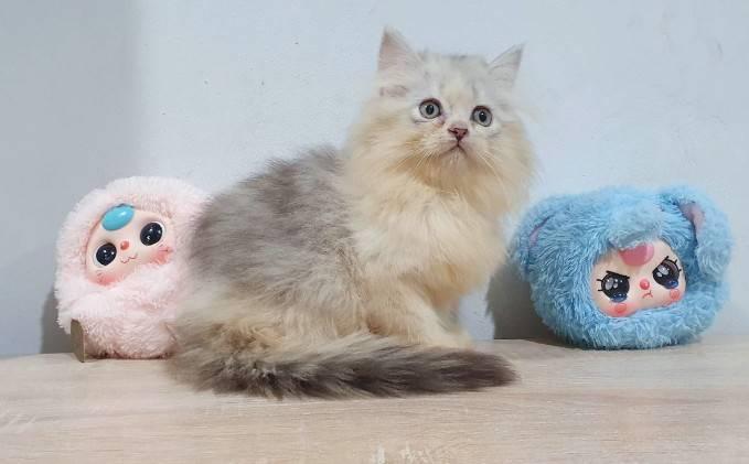 แมวเปอร์เซียพระรามสอง