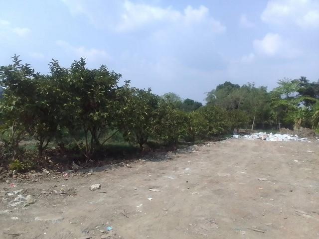 DSL-129 ขาย พื้นที่ดิน ที่ดินบางศรีเมือง จ.นนทบุรี area 3 ไร่ 1 ngan 24 ตรว. 79446000 BAHT. ใกล้ ห่างท่าเรือบางศรีเมือง 8