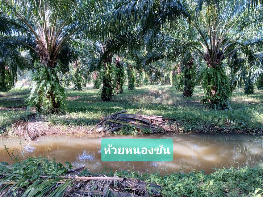 ขายสวนปาล์มสวนยาง โฉนด 25 ไร่ สะพลี ปะทิว ชุมพร 15