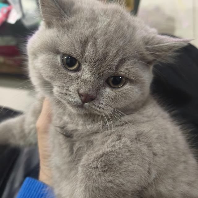 น้องแมวเพศเมีย พันธ์ บริติชชอทแฮร์ 5