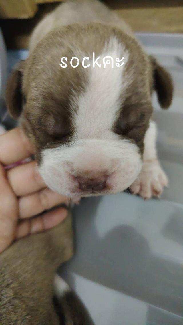 p'tigerขอนแก่น 3,500-5,500฿สุนัข อเมริกันบูลลี่ ราคาถูก และลูกหมาพันธุ์ Bully ฟาร์ม P'tiger ขอนแก่น 20