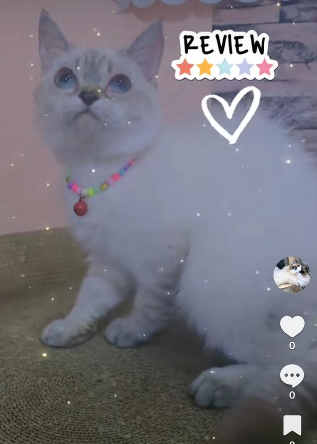 Siamese British Cat "แมววิเชียรมาศบริติชช็อตแฮร์"
