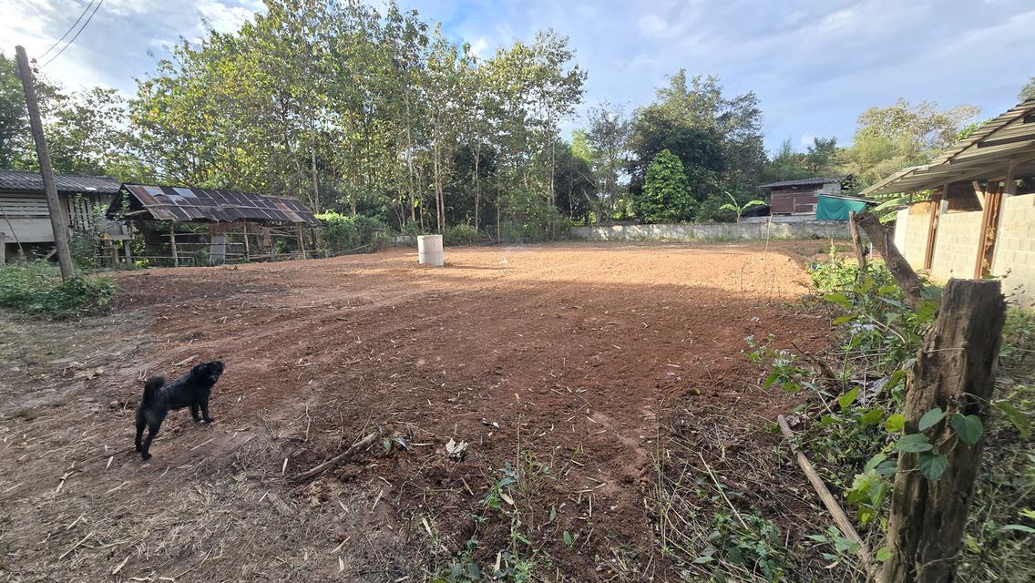 ที่ดิน 54 ตรว น้ำไม่ท่วม สร้างบ้านได้เลย กิ่วป่า5 อ.เมืองน่าน 5