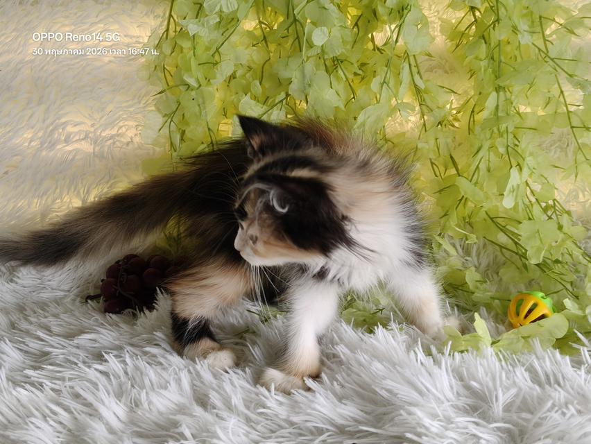 ขายลูกแมวเปอร์เซียสามสี รูปย่อยที่ 4