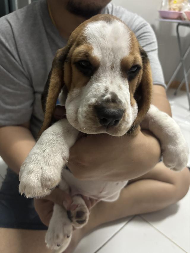 บีเกิล แท้ มีใบเพ็ดดีกีค่ะ