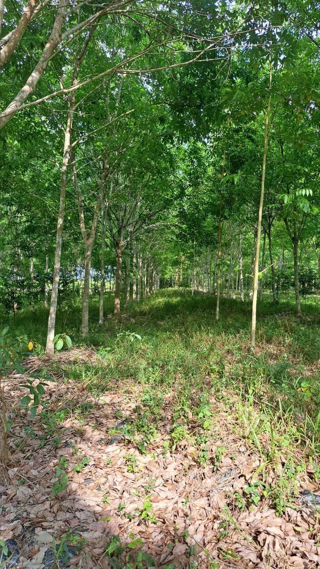 ที่ดินโฉนด ติดถนนสาธารณะ และ ไฟฟ้าเข้าถึง สวนยางนครศรีธรรมราช 3