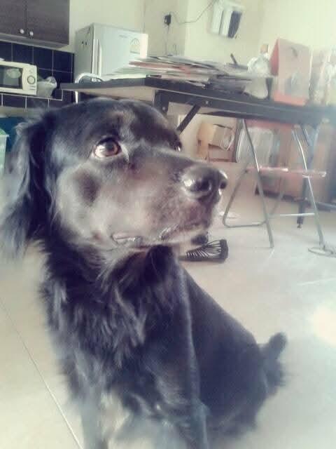 Black Golden Retriever เพศ ผู้