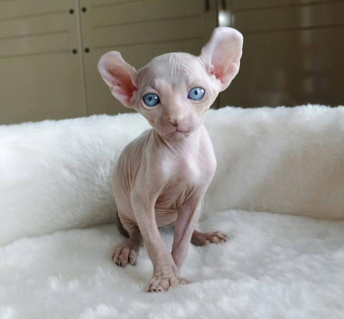 7.แมวเอลฟ์ เพศผู้ Elf Cat Male รูปที่ 7
