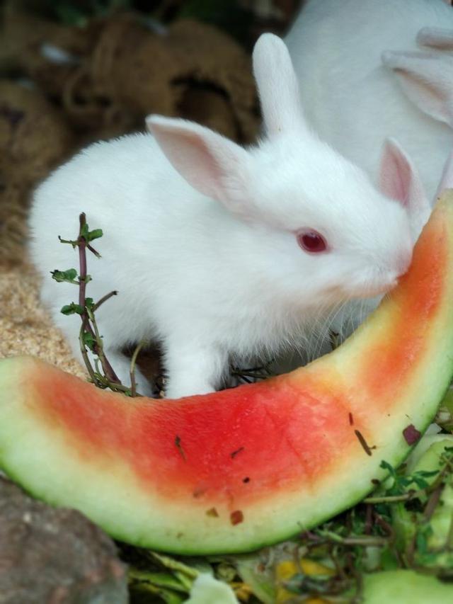 กระต่ายฟลอริดาไวท์ น่ารักๆ
