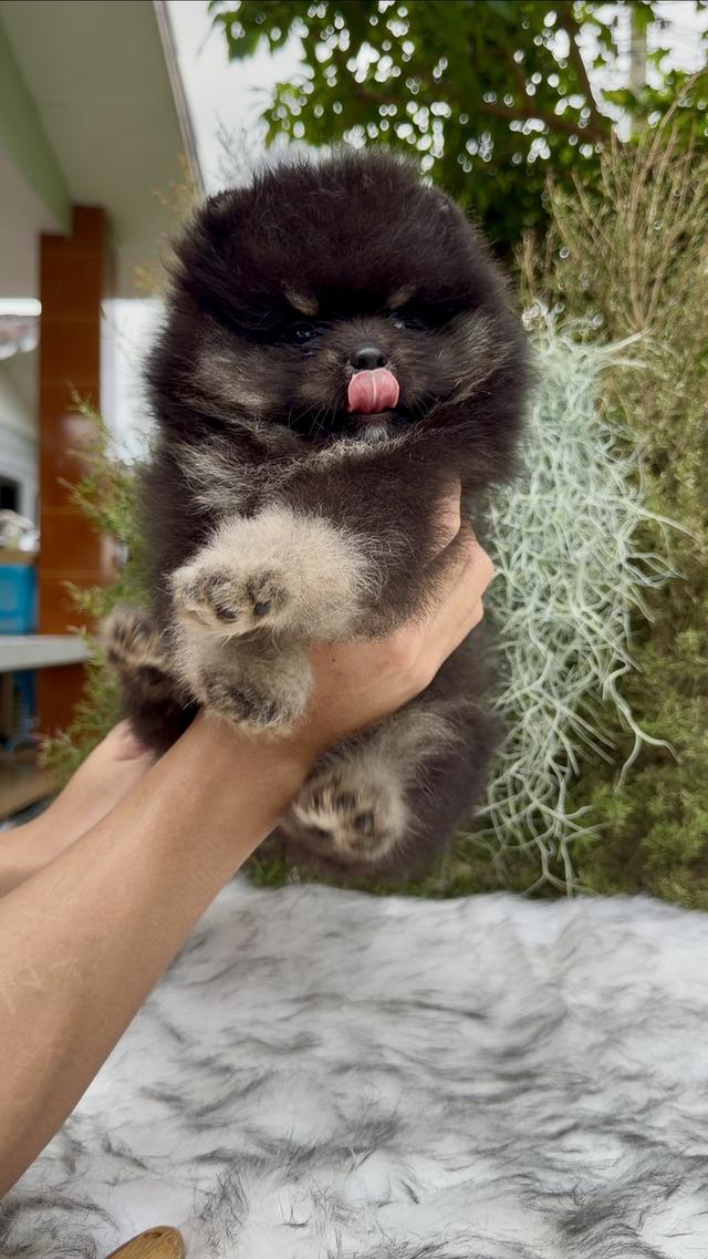 น้องปอมเมอเรเนียนเกรดคุณหนู 6