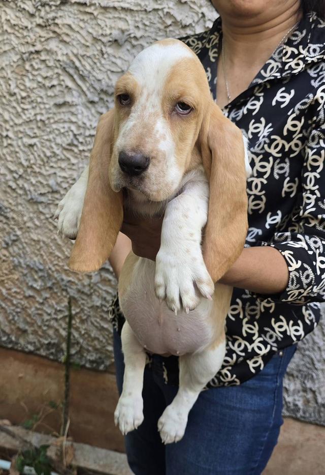 บาสเซ็ตฮาว์ดใบเพ็ดสมาคมพัฒนาพันธุ์สุนัข รูปที่ 13