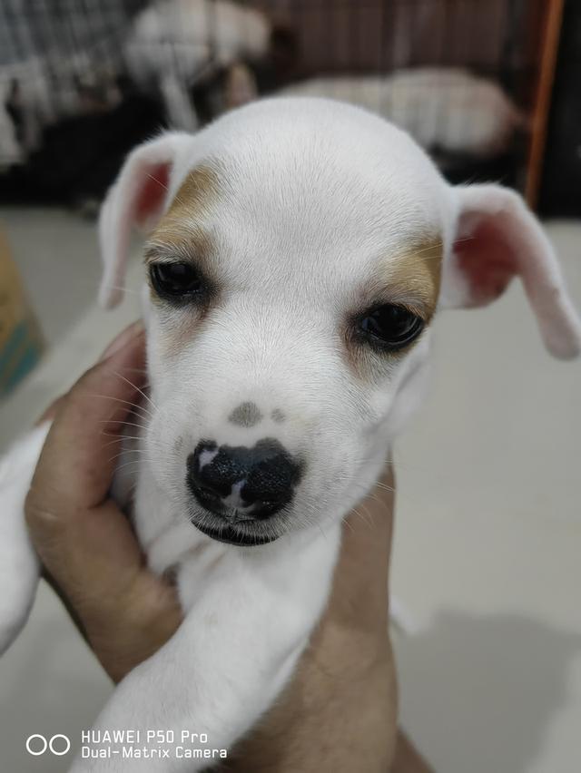 ขายลูกสุนัขแจ็ครัสเซล 4