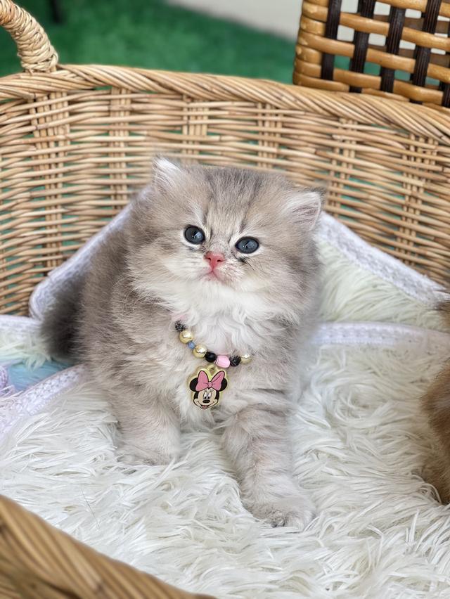 เด็กหญิงบริติช ช็อตแฮร์ (ay)