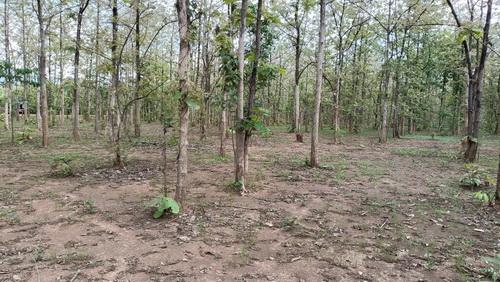 ที่ดินพร้อมสวนป่าสัก 8-2-21 ไร่ ต.ทุ่งยั้ง อ.ลับแล จ.อุตรดิตถ์ รูปย่อยที่ 4