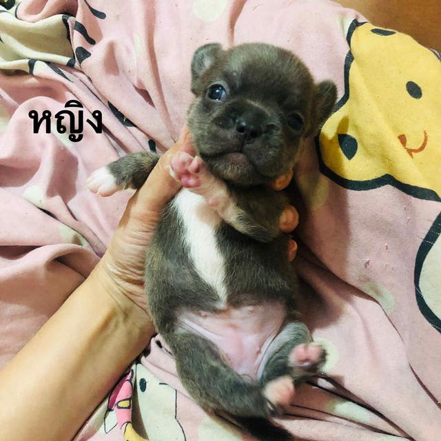 ชิวาวาผสมเฟรนบลูด็อกอายุ1เดือน 3