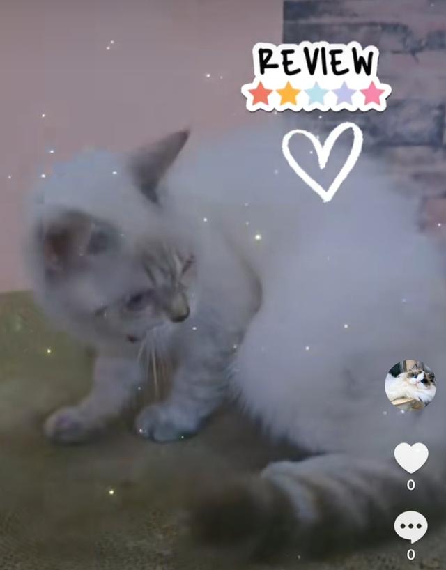Siamese British Cat "แมววิเชียรมาศบริติชช็อตแฮร์"