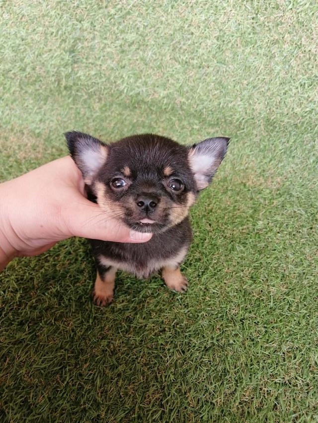 ชิวาว่าผสมปอม ขนสั้น เพศเมีย พร้อมย้าย รูปย่อยที่ 2