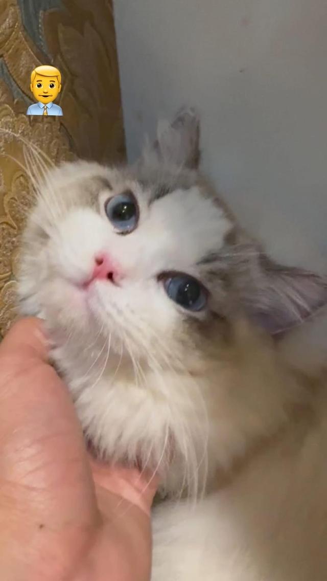 แร็ดอลเพศผู้ ติดคนมากนิสัยดีรับแขกเข้าได้กับทุกคน พร้อมเป็นคุณพ่อ รูปที่ 3