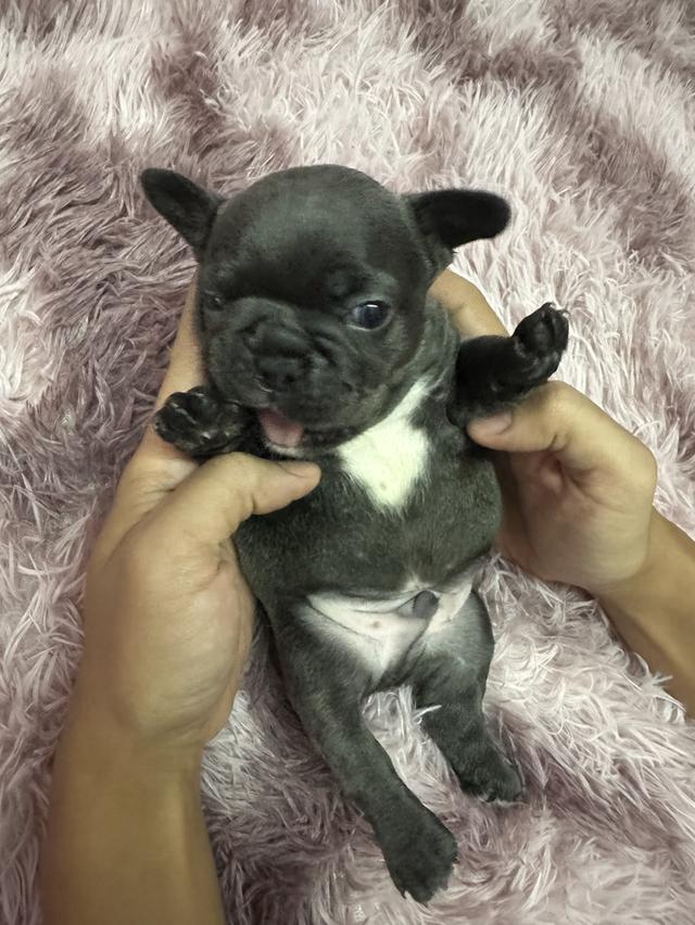 สุนัขพันธุ์เฟร้นบลูด็อก 3