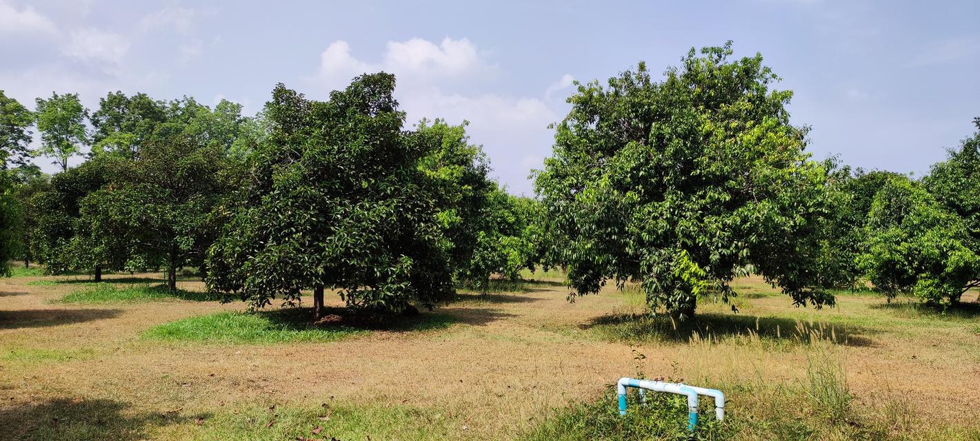ที่ดินพร้อมบ้านสวนผลไม้
