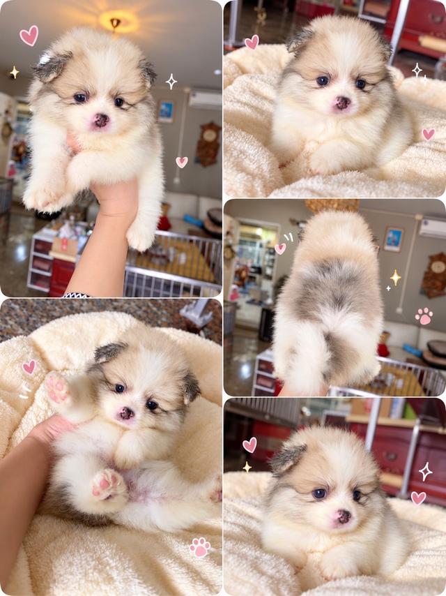 ลูกปอมแท้ หน้าหมี ทีคัพ จิ๋วๆ มีบริการจัดส่งถึงบ้าน รูปที่ 10