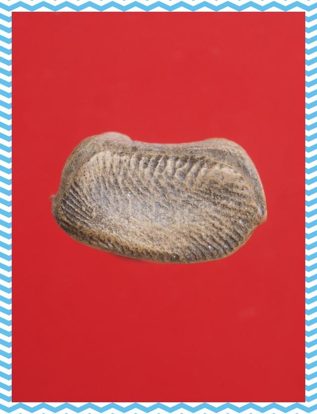 a99.พระรอด พระเบญจภาคี พระเครื่อง 3