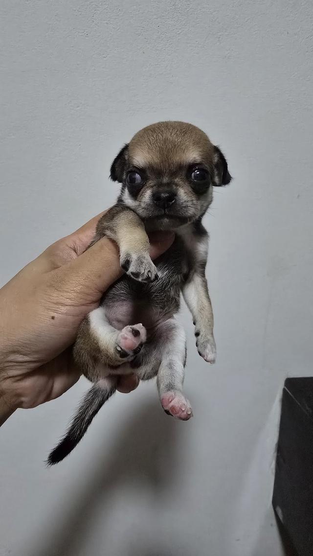 สุนัขชิวาว่าไซส์จิ๋วน่ารัก รูปที่ 2