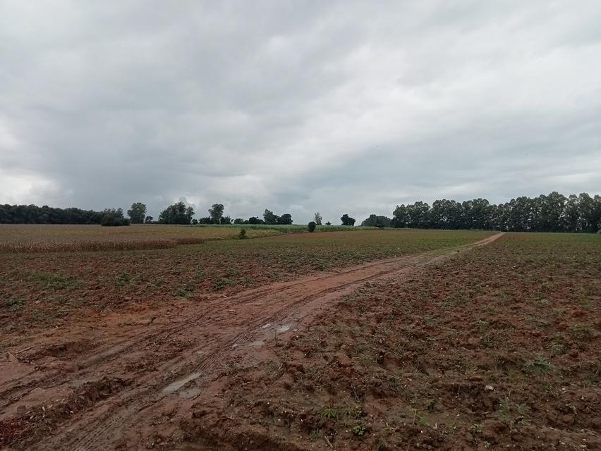 ขายที่ดิน ปักธงชัย ใกล้สหกรณ์ ลาน3 5