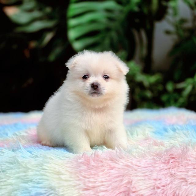 ปอมผสมชิวาวา เพศผู้