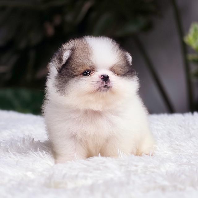 Pomeranian น้องขุนนางปอมหมีสีปาร์ตี้สายพันธุ์แท้ 5