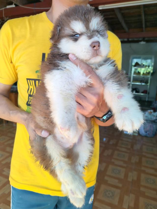 ลูกสุนัขสวยขนฟู ตัวผู้ โครงสรา้งใหญ่