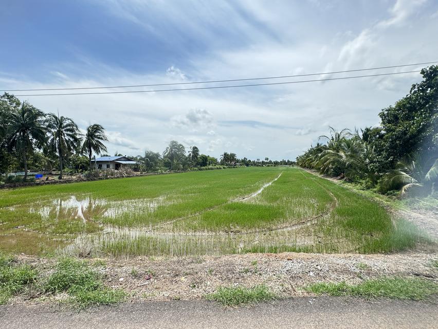 ขายที่นาสวยติดถนนสาธารณะ ติดลำน้ำ ต.ก้อนแก้ว อ.คลองเขื่อน จ.ฉะเชิงเทรา 2