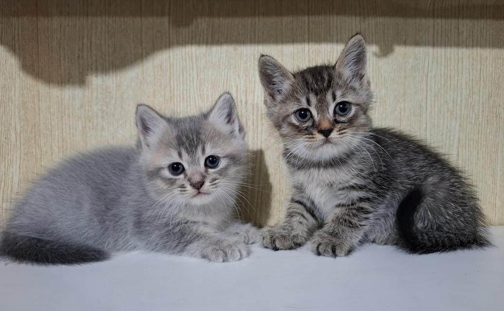 ลูกแมวเปอร์เซีย+ลูกครึ่งเปอร์เซีย