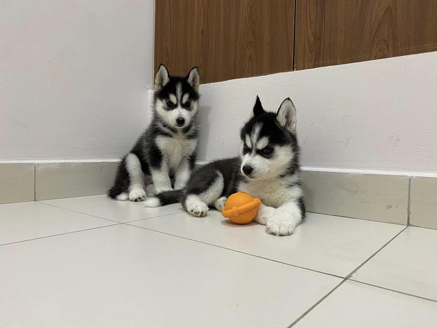 Siberian husky puppies | WhatsApp me : +66 63 826 3042 รูปย่อยที่ 3