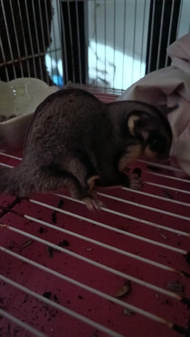 นอมอลขาย600พร้อมกรง+100 รับที่บ้าน4แยกโรงปูน