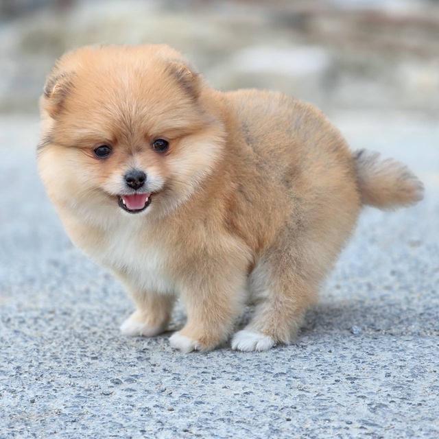 ปอมเมอเรเนียนแท้ เพศหญิง พร้อมย้ายบ้าน รูปที่ 9