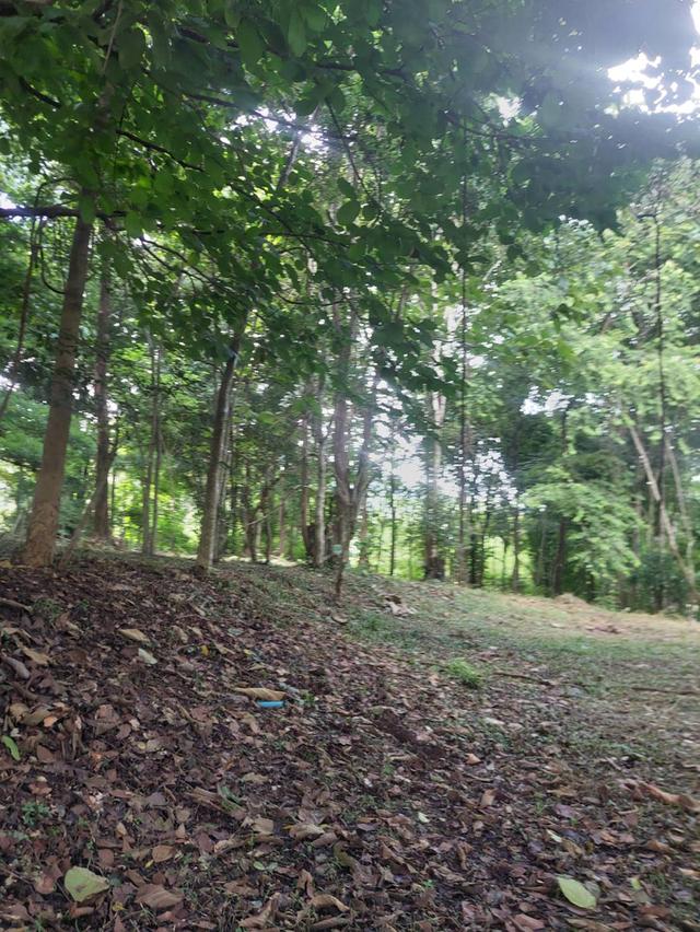 For Sale: Creekside Land in Baan Pong,  1