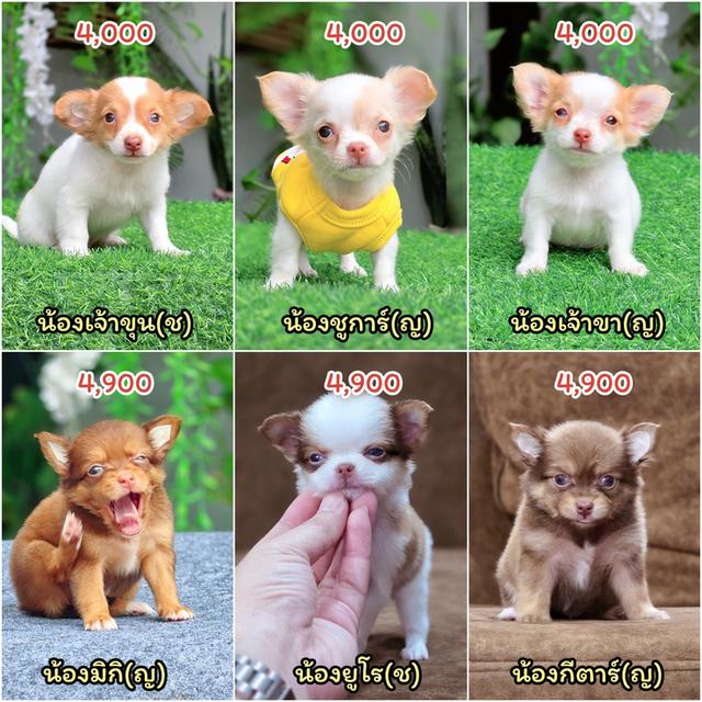 Chihuahuaชิวาวาพันธุ์แท้ 8