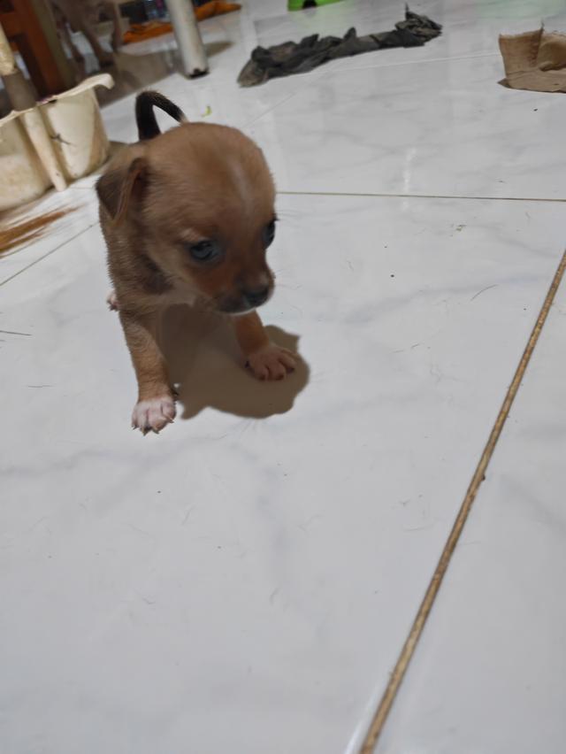 ขายลูกชิวาวา ผู้หญิง พร้อมย้ายบ้าน 4