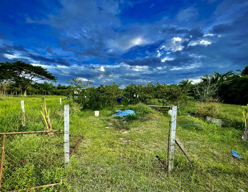ขายที่ดิน 1
