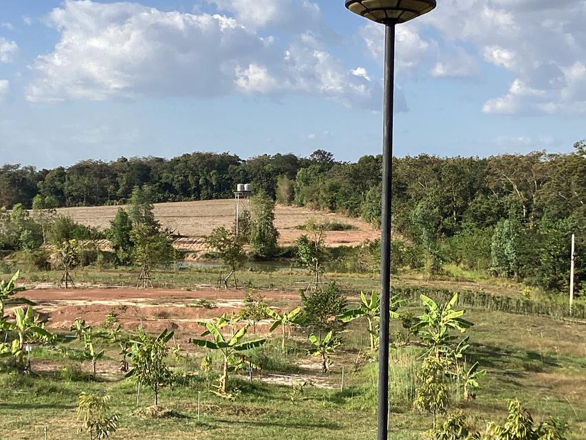 ที่ดินทำบ้านพักตากอากาศบนภูกระเเต จ.นครพนม 5