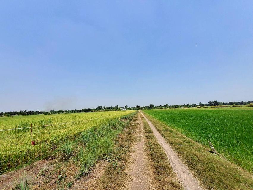 ขายถูกที่ดิน 593 ตรว ติดถนนสาธารณะ คลอง8 หนองเสือ ปทุมธานี 6