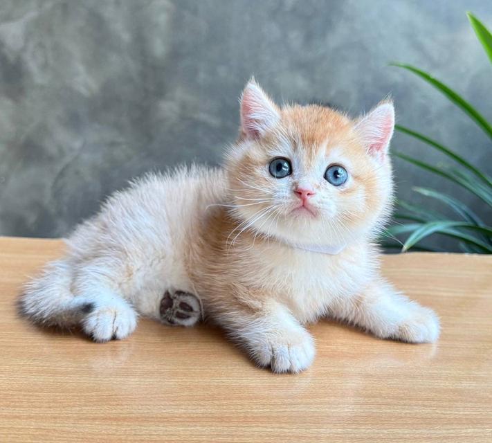 Scottish fold (ผู้ชาย)