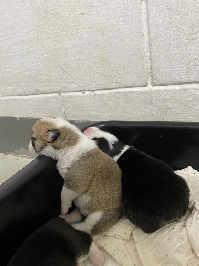 ลูกคอร์กี้